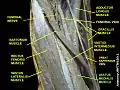 Vastus medialis muscle