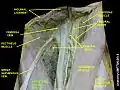 Adductor longus muscle