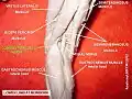 Common fibular (peroneal) nerve