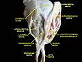 Extrinsic eye muscle. Nerves of orbita. Deep dissection.