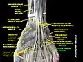 flexor tendon sinovial sheath of hand