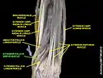 Extensor pollicis brevis muscle