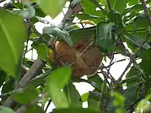 Silky anteater sleeping in Isla Damas