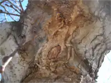 Slime flux on Camperdown Elm