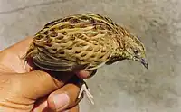 Maharashtra, India