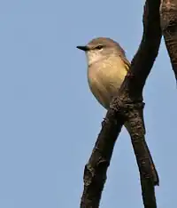 Female P. c. malabaricus in India