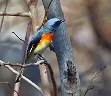 Small minivet