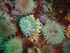 Small basket star and sea urchins at Kanobi's Reef