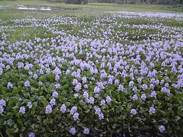 Purple flowers growing near a tank in Kurunagala