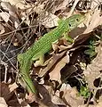 European green lizard