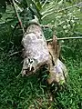 Beaver handiwork in the lower gorge