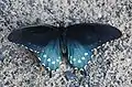 Pipevine swallowtail