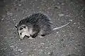 Juvenile Virginia opossum