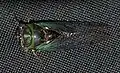 Tibicen cicada