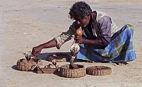 Snake charmer from Telugu community of Sri Lanka.