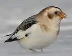 A white bird with black back and brown patches on the face feeds atop snow.