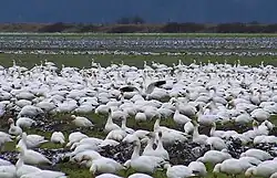 Snow geese in a corn field on Fir Island, Washington in the Skagit River delta