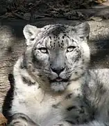 Snow leopard