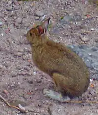 A brown rabbit with white feet standing on a pinkish-brown pebbly surface