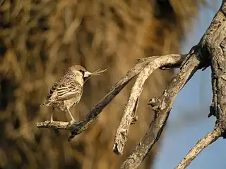 Adult arriving with nesting material