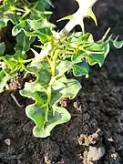 Close-up photograph of some leaves.