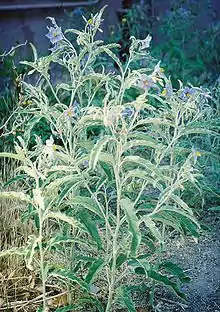 Trompillo(Solanum elaeagnifolium)