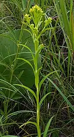 Solidago riddellii