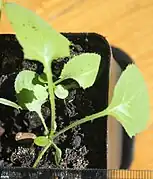 Sonchus fruticosus seedlings