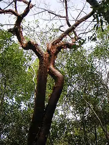 Almácigo(Bursera simaruba)