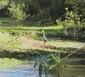 A great blue heron walking along Sonoita Creek