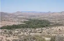 Riparian forest along Sonoita Creek, southwest of Patagonia Lake