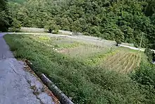 Rows of staked bean vines in a small field bordered by a roadway