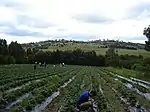 Berry farm near Sorell