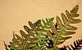 Close up of the underside of a fertile frond of Polypodium virginianum