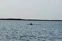 Atlantic humpback dolphin