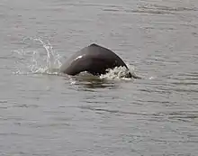 Dolphin back and fin breaking water surface