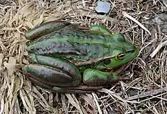 Southern bell frog (Ranoidea raniformis)