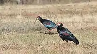 Foraging in short grassland, KwaZulu-Natal