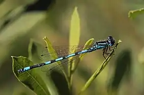 male, Crockford Stream, Hampshiretwo spurs on S9