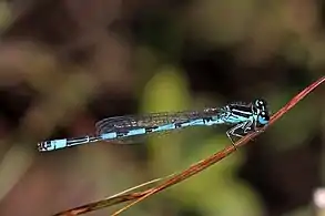 male, Crockford Stream, Hampshireno spur on S9