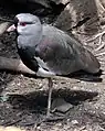 Southern lapwing (Vanellus chinensis)