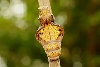 Pupa