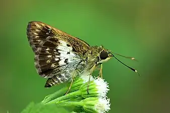 Ventral view