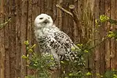 Snowy owl