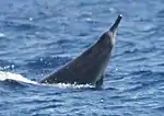 Sowerby's beaked whale