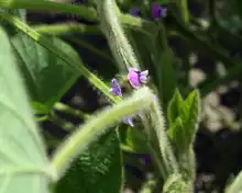 Small, purple flowers