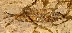 Fossil of Sparnodus elongatus from Monte Bolca