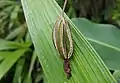 Spathoglottis plicata capsules, like in most orchids, split longitudinally along three to six slits while remaining closed at both ends