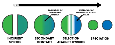 Image 25Reinforcement assists speciation by selecting against hybrids. (from Speciation)