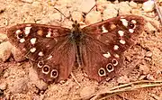 A speckled wood butterfly near Eston Nab